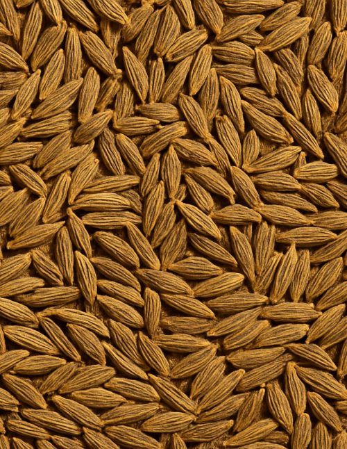 Caraway Seed Organic - Dion Herbs and Spices