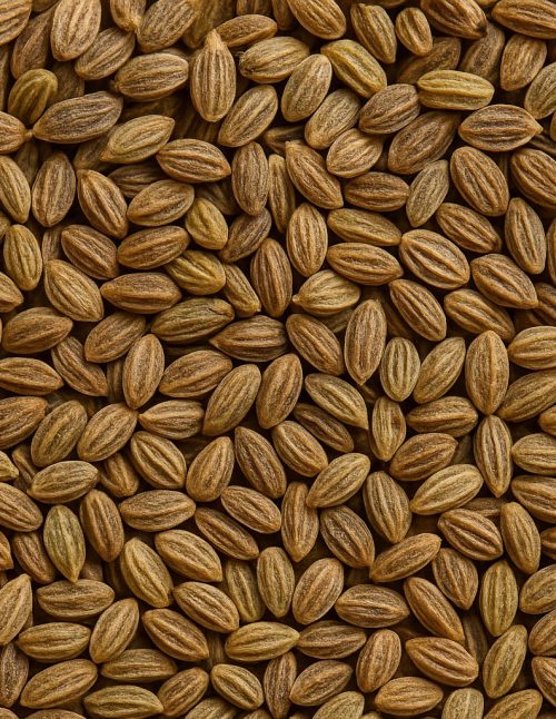 Celery Seed - Dion Herbs and Spices