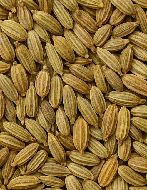 Fennel Seed Organic - Dion Herbs and Spices