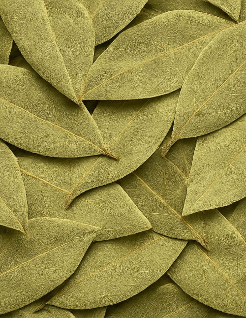 Bay Leaves - Dion Herbs and Spices
