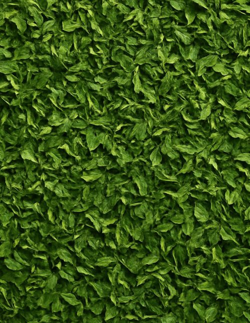 Parsley - Dion Herbs and Spices